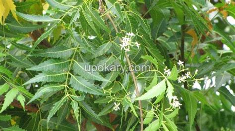 Health benefits of Neem leaves - Upokary