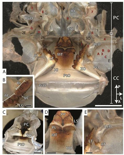 Light Microscopy Images From The Gastric Mill Of Procambarus Clarkii