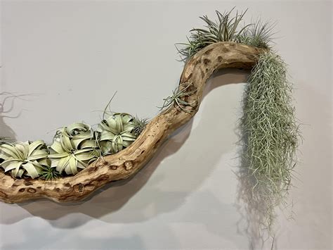 driftwood airplant display : r/airplants