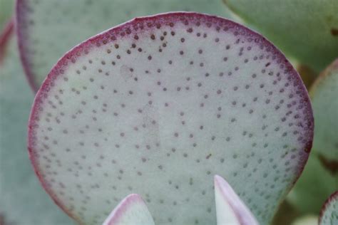 Plantfiles Pictures Crassula Species Silver Jade Silver Dollar Plant Beestebul Chinese Jade