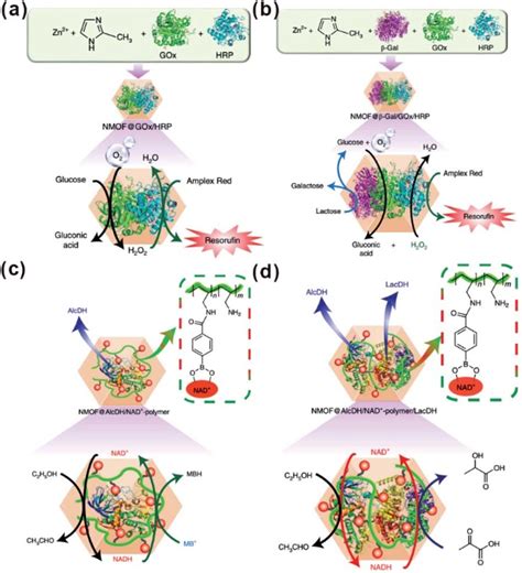 A Scheme Of The GOx HRP Two Enzyme Cascade Integrated In ZIF 8 NMOFs