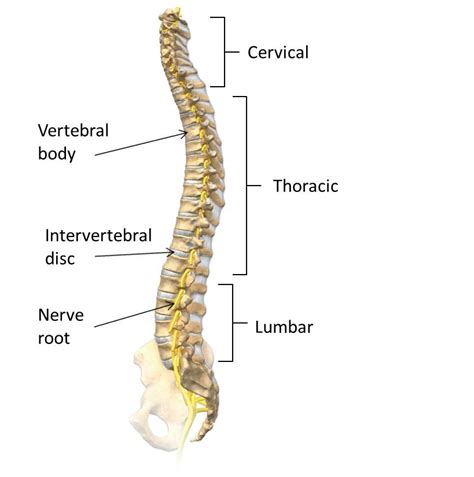 Spine-anatomy - DOCJOINTS//DR SUJIT JOS//Total joint replacements with the best quality care at ...