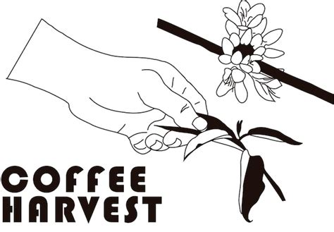 Premium Vector | Hand Harvesting Coffee Production Line Drawing