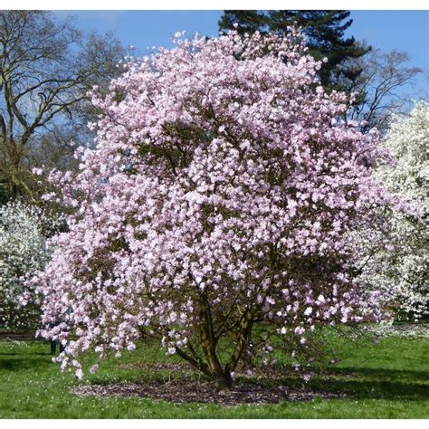 Cumpărați Magnolia Stellata Rosea La 175 Mdl De La Producător