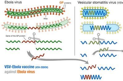 Ebola Virus Disease Epomedicine