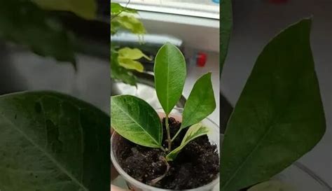 Фикус Ретуза Мутабилис? - Смотреть онлайн в поиске Яндекса по Видео