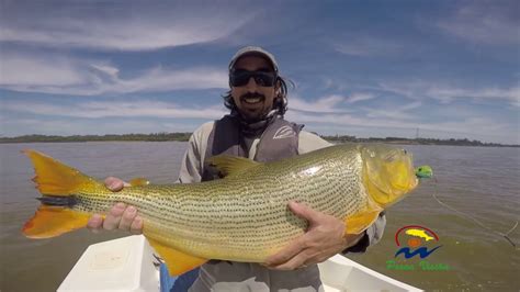 PESCA DE DORADOS GIGANTES A FLOTE CON POPPERS LA ZONA CONCORDIA YouTube