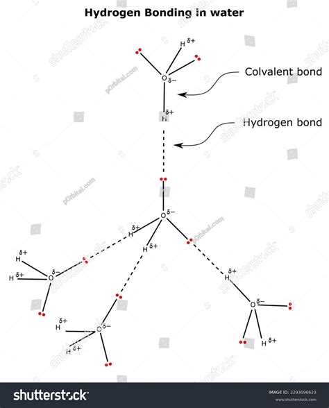 Hydrogen Bonding Covalent Bond Among Water Stock Illustration ...