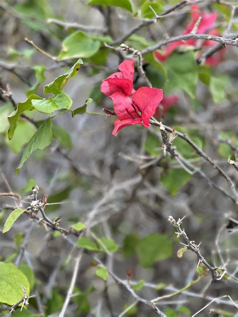 Bougainvillea The Rest Of The Story Townhouse Gardening