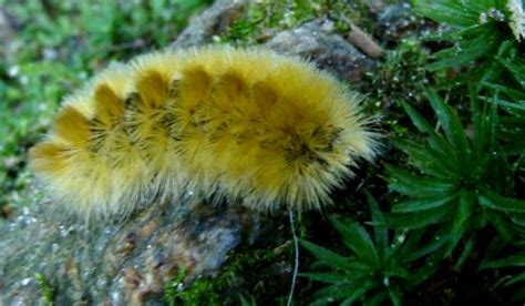 Yellow Woolly Bear Moth