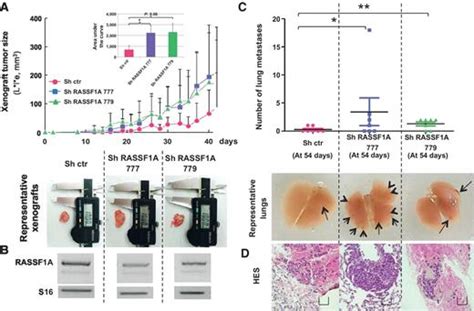 Rassf1a Suppresses The Invasion And Metastatic Potential Of Human Non