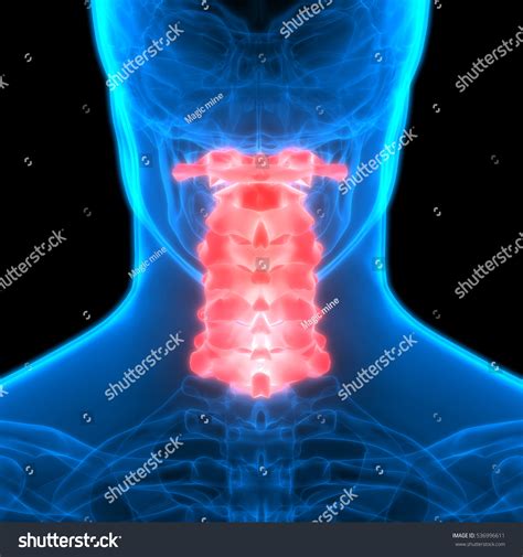 Spinal Cord Part Human Skeleton Anatomy Shutterstock