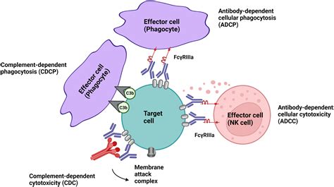 Frontiers Antibody Mediated Cell Depletion Therapies In Multiple