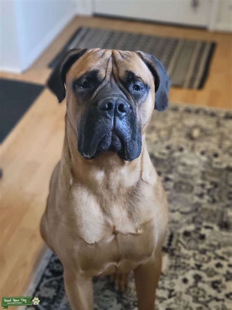 Red Fawn Bullmastiff Stud Stud Dog In Pa The United States Breed