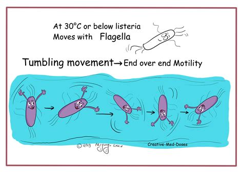 Listeria monocytogenes with rocket tail - Creative Med Doses