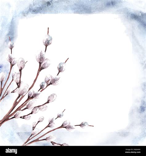 Watercolor Flowering Branches With Pussy Willow Trees On Watercolor Stains Background Template