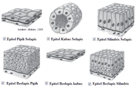 Kenali Fungsi Jaringan Epitel Pada Hewan Beserta Jenis Ciri Ciri Dan