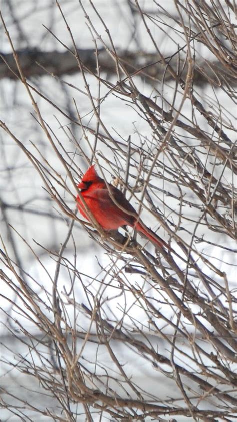 Cardinal Bird in the snow! | Nature photography, Bird feeders, Winter snow