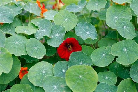 Do Nasturtiums Keep Bugs Away? | Companion Planting for Pests ...