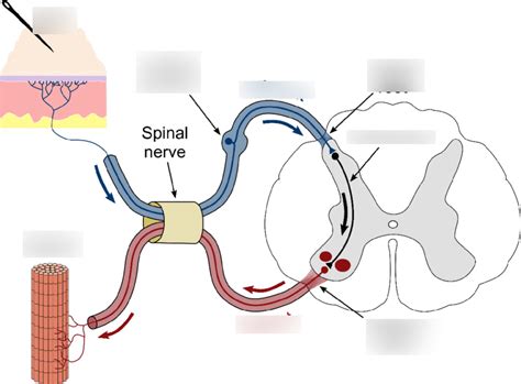 Reflex Arc Diagram Diagram Quizlet