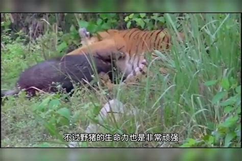 老虎捕猎野猪，野猪惨叫声不断