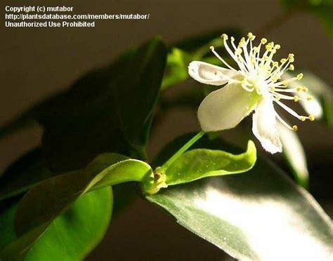 PlantFiles Pictures Eugenia Species Brazilian Cherry Cayenne Cherry