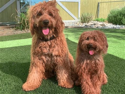 Top 10 Best Goldendoodle Breeders In Southern California Socal