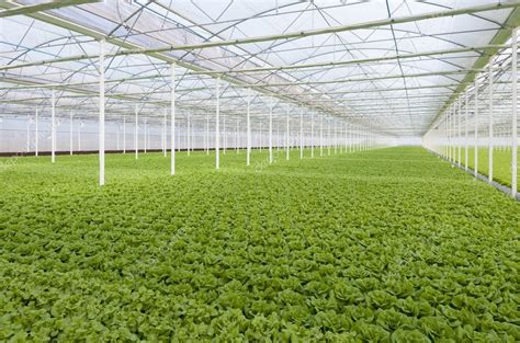 Lettuce Greenhouse — Stock Photo © marcelo #51173173