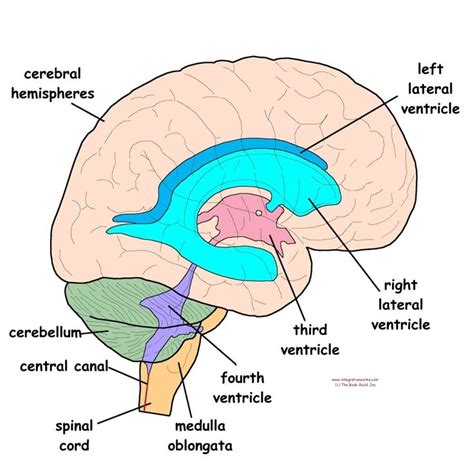 Craniosacral System Overview Craniosacral Therapy Brain Anatomy And