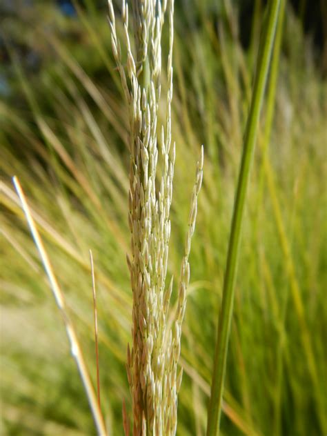 Muhlenbergia Rigens Deergrass A Common Ornamental Grass … Flickr