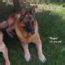 German Shepherd Puppies For Sale - German Shepherd Breeders - Mittelwest German Shepherds