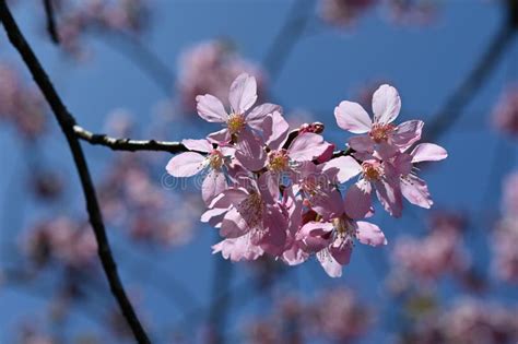 Cherry Blossoms Stock Photo Image Of Taiwan Blossom 269924506