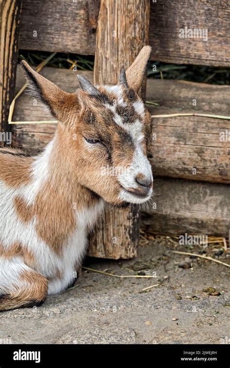 West African Pygmy Goat Capra Aegagrus Hircus Stock Photo Alamy