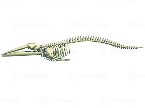 Fin Whale Skeleton anatomy 3D rendering 36396728 Stock Photo at Vecteezy