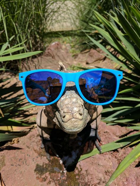 Cuban Rock Iguana Clyde Peelings Reptiland