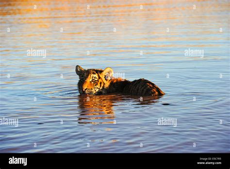 Tiger habitat loss bengal hi-res stock photography and images - Alamy