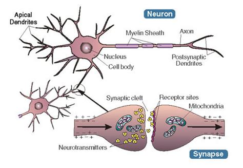 Study shows how synapses organization is controlled - EpilepsyU