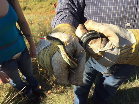 Red-Sided Gartersnake — Edmonton & Area Land Trust