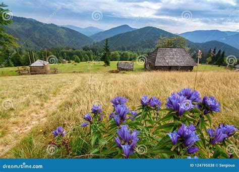 Wooden Abandoned Houses In The Carpathian Mountains Synevir National