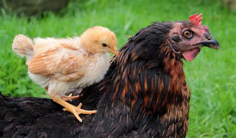 Chicks,yellow,mother hen,hen,chick on the back of the hen - free image ...