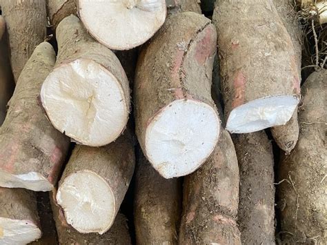 Minagricultura Lanza Plan Yuca Pa S M S Colombia