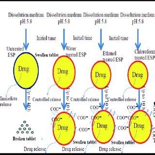 Diagrammatic Representation Of Drug Release From Untreated And Treated