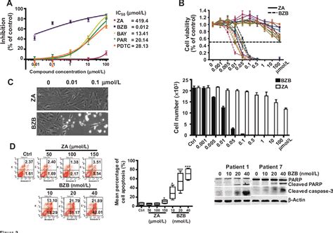 Figure 2 From Bortezomib Inhibits Giant Cell Tumor Of Bone Through