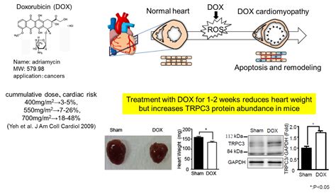 TRPC3 Nox2 Complex Mediates Doxorubicin Induced Myocardial Atrophy