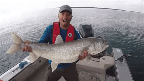 Trophy Lake Trout Fishing On Clearwater Lake Manitoba AnglingBuzz