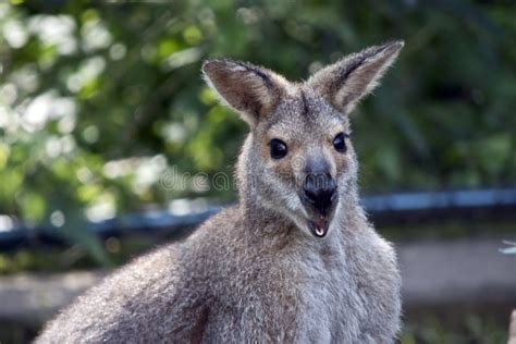 An agile wallaby stock photo. Image of view, side, australia - 124519128