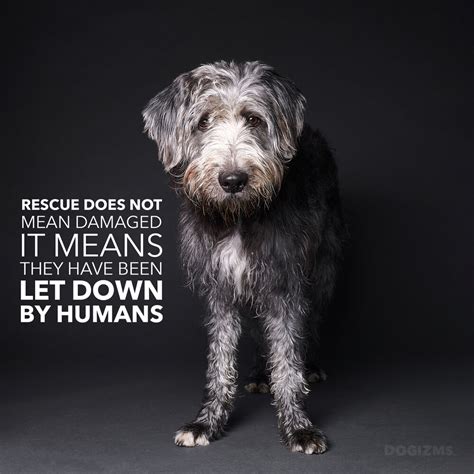 Our Favorite Rescue And Shelter Dog Quotes — Butch Mccartney