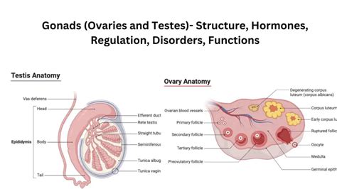 Gonads Ovaries And Testes Structure Hormones Regulation Disorders Functions Biology