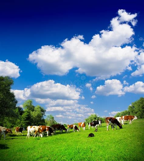 cows grazing stock image image  beef breeding dairy