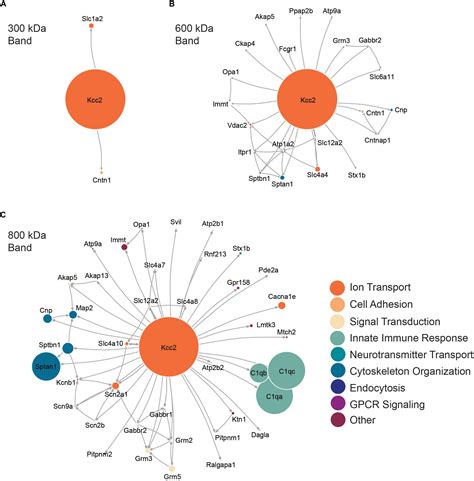 Frontiers Isolation And Characterization Of Multi Protein Complexes